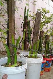 Growing Dragon Fruits In Pots How To Grow Dragon Fruit Dragon Fruit Plant Growing Vegetables