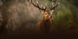 Tipiliuke Red Stag Lodge Hunting Lodges Big Game Hunting Argentina Stag Hunting Hookfire Outfitters Red Stag Hunting Hunting Trip Deer