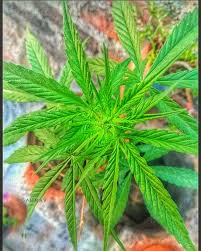 Image result for Cannabaceae