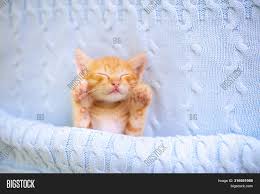 So i don't wake up every time my own cat decides he wants treats at 3 in the morning. Baby Cat Ginger Image Photo Free Trial Bigstock