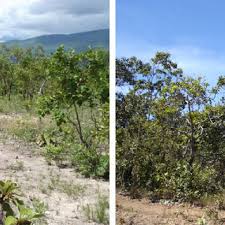 Image result for Ascolepis trigona