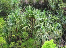 Image result for Pandanus sp. B