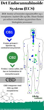 Dragocene rastlinske sestavine, kot so konopljino olje, izvleček ognjiča in oljčno olje, v kombinaciji z naravnim cbd, delujejo pomirjujoče in spodbujajo hitro. Cbd Olie Virkning Hvordan Virker Cbd Lovlig Cannabis Dk