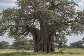 Image result for Tessmannia