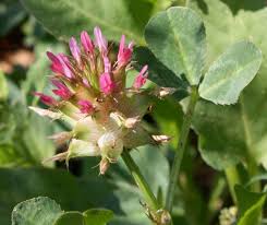 Image result for Trifolium spumosum