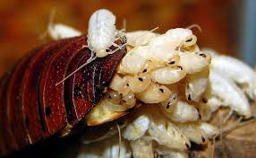 Black Ant King Pills Amazon Aren T They Cute Madagascar Hissing Cockroach Cockroaches Kill Roaches