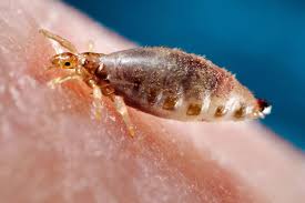 Image result for lice vs nits