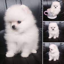 Most trusted source of pomeranian puppies for sale. Official Pomeranian Kennel Pomeranian Petshop Has The Most Beautiful Pomeranians For Sale Price From 1500 With Shippi Pet Shop Teacup Pomeranian Pomeranian