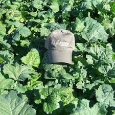 Brassica Plus Food Plot Arrow Seed Company Food Plot Food Plots For Deer Brassica