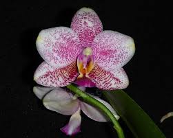 Maybe you would like to learn more about one of these? Phalaenopsis Seremban Black Pearl