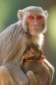 Pin On Wild Life
