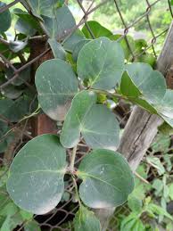 Image result for Carissa praetermissa