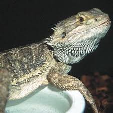 Bearded Dragon Reptiles Pet Bearded Dragon Pet Dragon