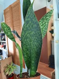 Image result for Sansevieria hyacinthoides