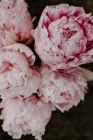 Flowers peony flowers pink peony pink flowers pink peony flower nature bloom background flora summer blossom macro spring floral rose garden love yellow white red decoration colorful plants fresh season green high definition picture beautiful high definition pictures close up. 100 Peonies Pictures Download Free Images On Unsplash