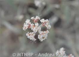 Image result for Eriosema pauciflorum