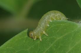 Check spelling or type a new query. Sawflies Umn Extension