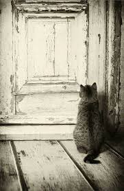 Le Temps Qui Passe Dans Le Jardin D Eugenie Photo Chat Fou Photo Chat Chat