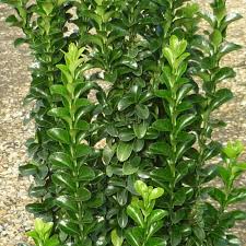 Buy euonymus and get the best deals at the lowest prices on ebay! Euonymus Japonicus Euonymus Varieties Euonymus Japonicus White Spire 2l Cowell S Garden Moore House Travels