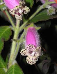 Image result for Kohleria
