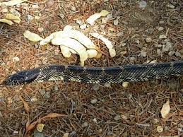 Desert Kingsnake Lampropeltis Getula Splendida Sonoran Desert Reptiles Snake