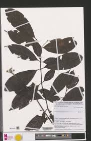 Image result for Aidia micrantha