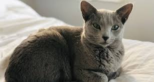 Hypoallergenic cat breeds are cats that cause less allergic reaction to people. 10 Cats That Don T Shed To Save Your Couch And Possibly Your Sinuses