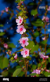 Image result for Urena