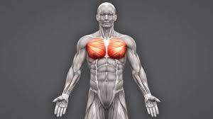 Muscles have evolved for flying, swimming, and running. Examples Of Skeletal Muscles Their Function And Characteristics