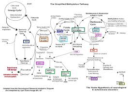 Methylation Cycle April Ward Hauge Yasko Methylation Cycle