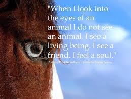 When I Look Into The Eyes Of An Animal Quote Image Result For Animal S Soul Horses Animals Friends