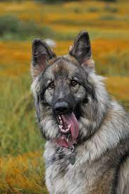 Any price up to $500 up to $1,000 up to $1,500 up to $2,000 up to. Everything You Need To Know About The Majestic Shiloh Shepherd K9 Web