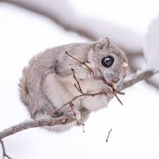 We did not find results for: 22 Photos Of Japanese Dwarf Flying Squirrels That Are Beyond Adorable Bored Panda