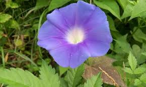 pin by zhuimingyao zhuimingyao on 物 plants
