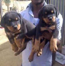 Sometimes, you may find dogs and puppies for free to a good home by an owner who may no longer be able to look after them because of personal circumstances. Rottweiler Puppy For Sale In Lagos