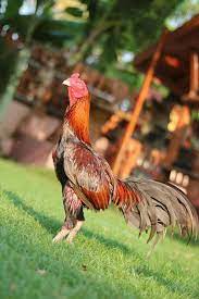 Gray And Orange Colour In Rooster Gallinas Y Gallos Gallos De Pelea Aves De Corral