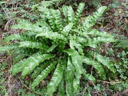 Les fougères sont des plantes d'ombre. Fougere Parfait Pour Les Endroits A L Ombre