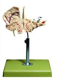 Image result for Temporal Bone