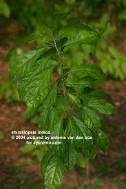 Image result for Shirakiopsis
