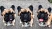 Long Haired French Bulldog For Sale – Where Can You Find ...