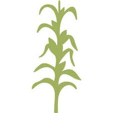 Corn Stalk Stencil Drawing Google Search Stencil Painting On Walls Stencils Wall Mural Stencil