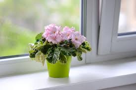Maybe you would like to learn more about one of these? Houseplants For West Windows Best Plants For West Window Light
