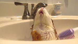 My guinea pig always falls over when i brush her so i may be brushing her to hard or she has something wrong with one of legs.somtimes your guinea pig could have a ear infection and may fall. Guinea Pig Loves To Be Brushed Youtube