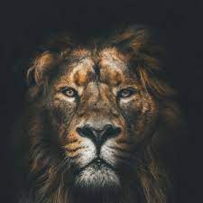 Every free wallpaper is shot in hd and optimized for your screen. Animals Wallpapers Ipad Pro 12 9 Retina For Parallax Desktop Backgrounds Hd Pictures And Images