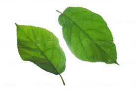 Image result for Plukenetia