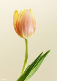 Download Premium Image Of Blooming Tulip Flower 2276427 Delphinium Flowers Tulips Flowers Flower Backgrounds