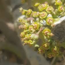 Image result for Euphorbia polycnemoides