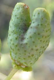 Image result for Thamnosma rhodesica