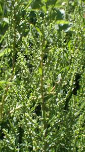 Image result for Dysphania schraderiana