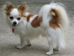 Long Hair Chihuahua Puppies For Sale Chihuahua For Sale Chihuahua Puppies For Sale Chihuahua Puppies Pet Quotes Dog